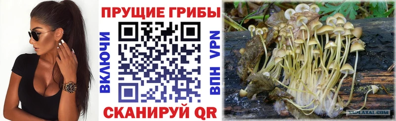 Галлюциногенные грибы прущие грибы  blacksprut   Егорьевск 